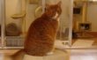 Her er Viggo, en meget sød og dejlig kat. Han har mistet noget af sin hale, da han var killing, så han er let at genkende.