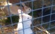 Her er flotte hvide TUTO en super sød kanin. Altid glad og nysgerrig.